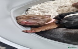Labrador Retriever dogs for sale: Beautiful pedigree labrador puppies  - Image 33