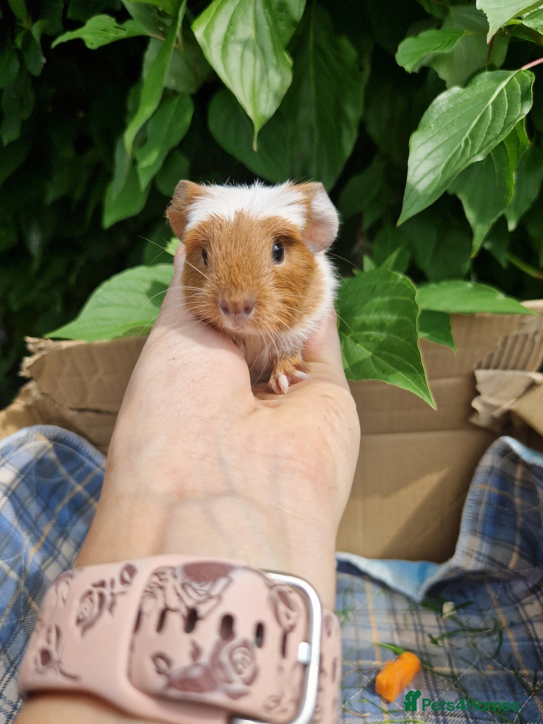 Guinea Pig rodents for sale: 2 beautiful babies arrive reserve Now  in Darwen - Image 17