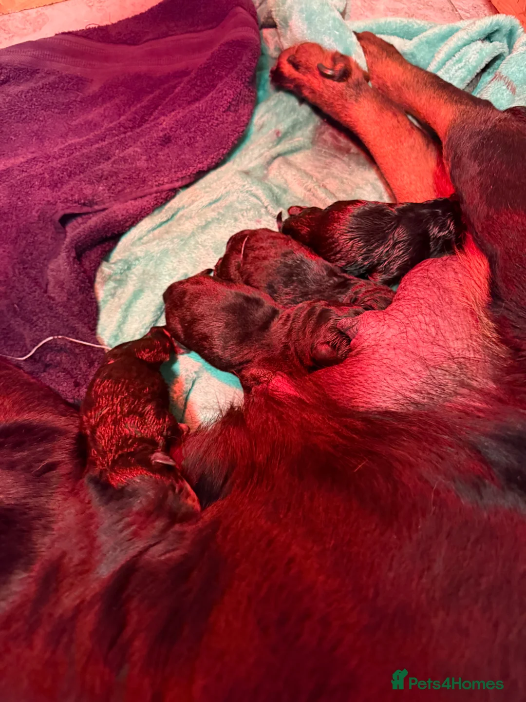 Rottweiler dogs for sale: Rotweiller puppies for sale  - Advert 2