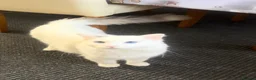 Turkish Angora cats for sale: Mix Turkish Angora kitten - Advert 40