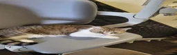 Mixed Breed cats for sale: 11-week -0ld kittens[first vaccination done/ready - Advert 3