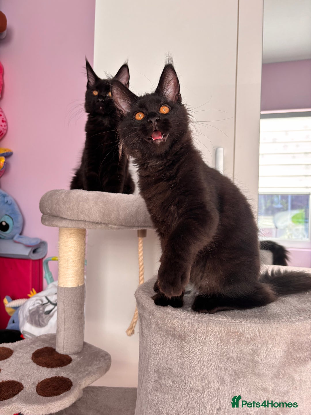 Maine Coon cats for sale: ✨7 Pure Bred Maine Coon Kittens✨ - Advert 7