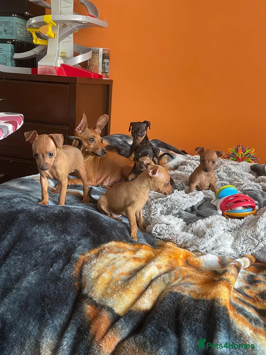 Miniature Pinscher dogs for sale: 🐾 Adorable Miniature Pinscher Puppies . - Advert 2