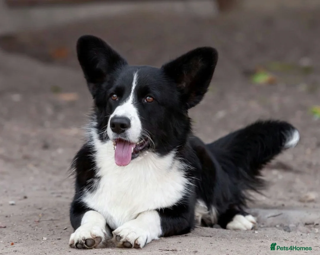 Welsh Corgi Cardigan dogs for adoption: 🐾 ROGER – Corgi (Male) in West Malling - Advert 1
