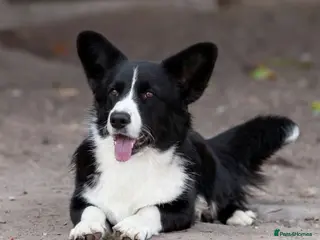Welsh Corgi Cardigan dogs 🐾 ROGER – Corgi (Male) - Advert 8