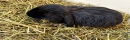 Mini Lop rabbits for sale: Mini lop bunnies ready now ❤️🐰 - Advert 18