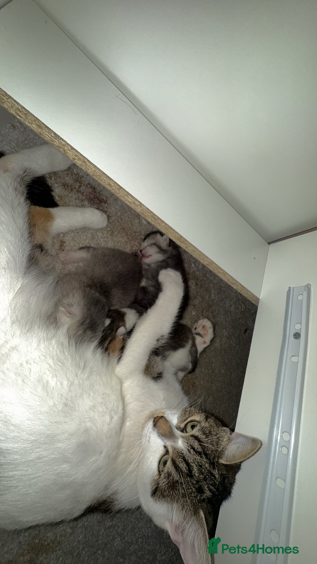 Scottish Fold cats for sale: 2 girl mixed scottish fold kittens  - Image 10