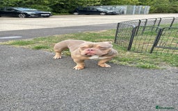 American Bully dogs for sale: American bully puppy twins available  - Image 12