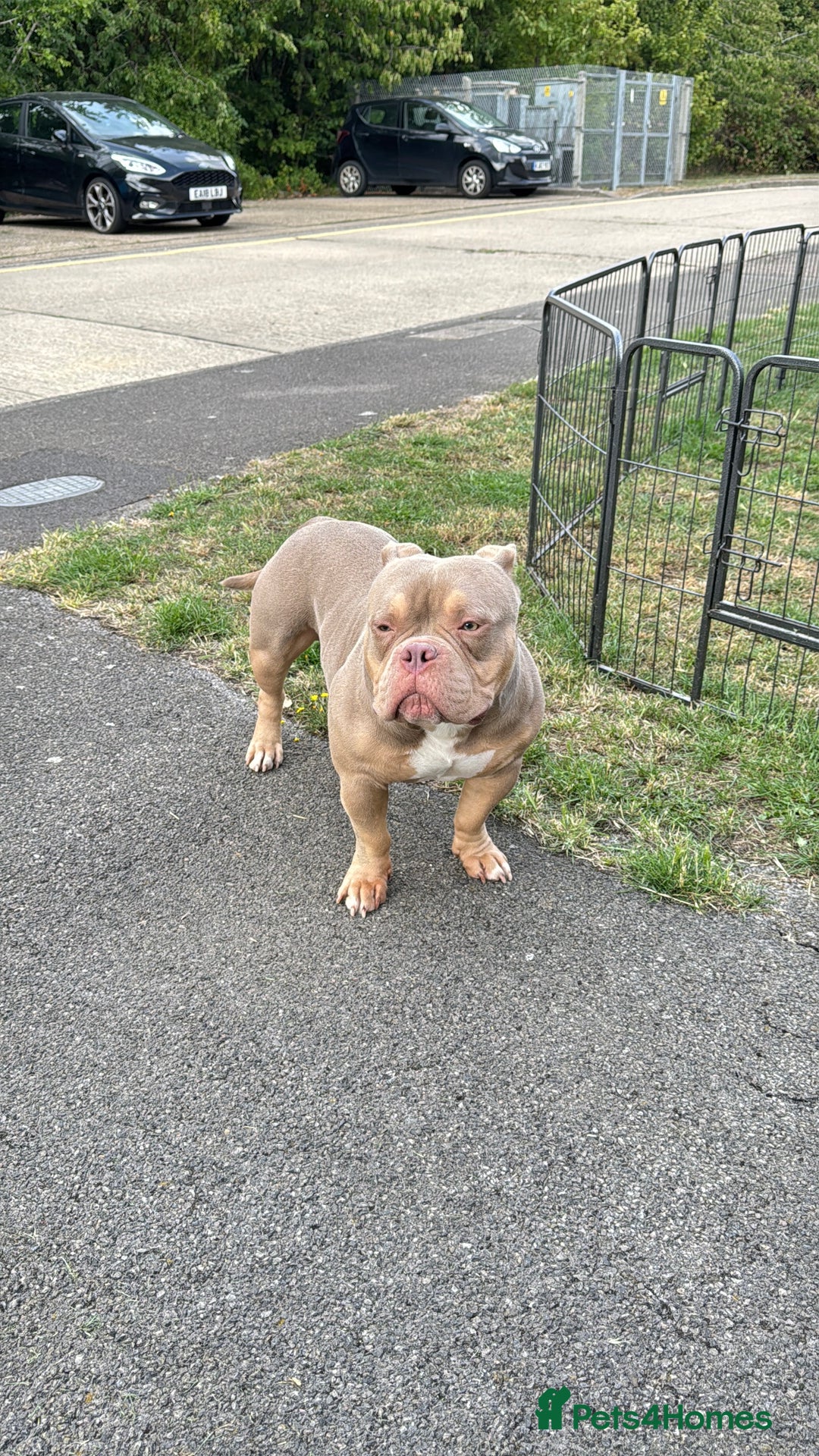American Bully dogs for sale: American bully puppy twins available  - Image 12