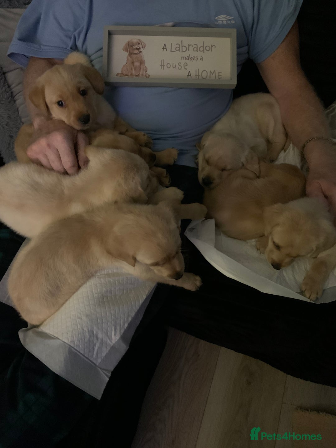 Labrador Retriever dogs for sale: Labrador puppies for sale - Advert 10