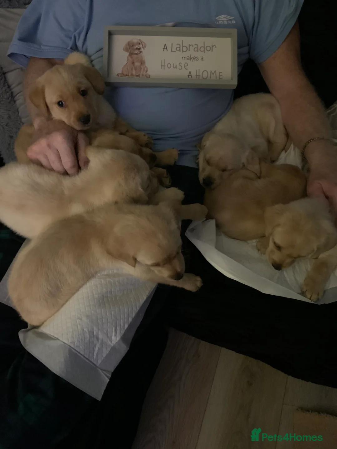 Labrador Retriever dogs for sale: Labrador puppies for sale - Advert 10