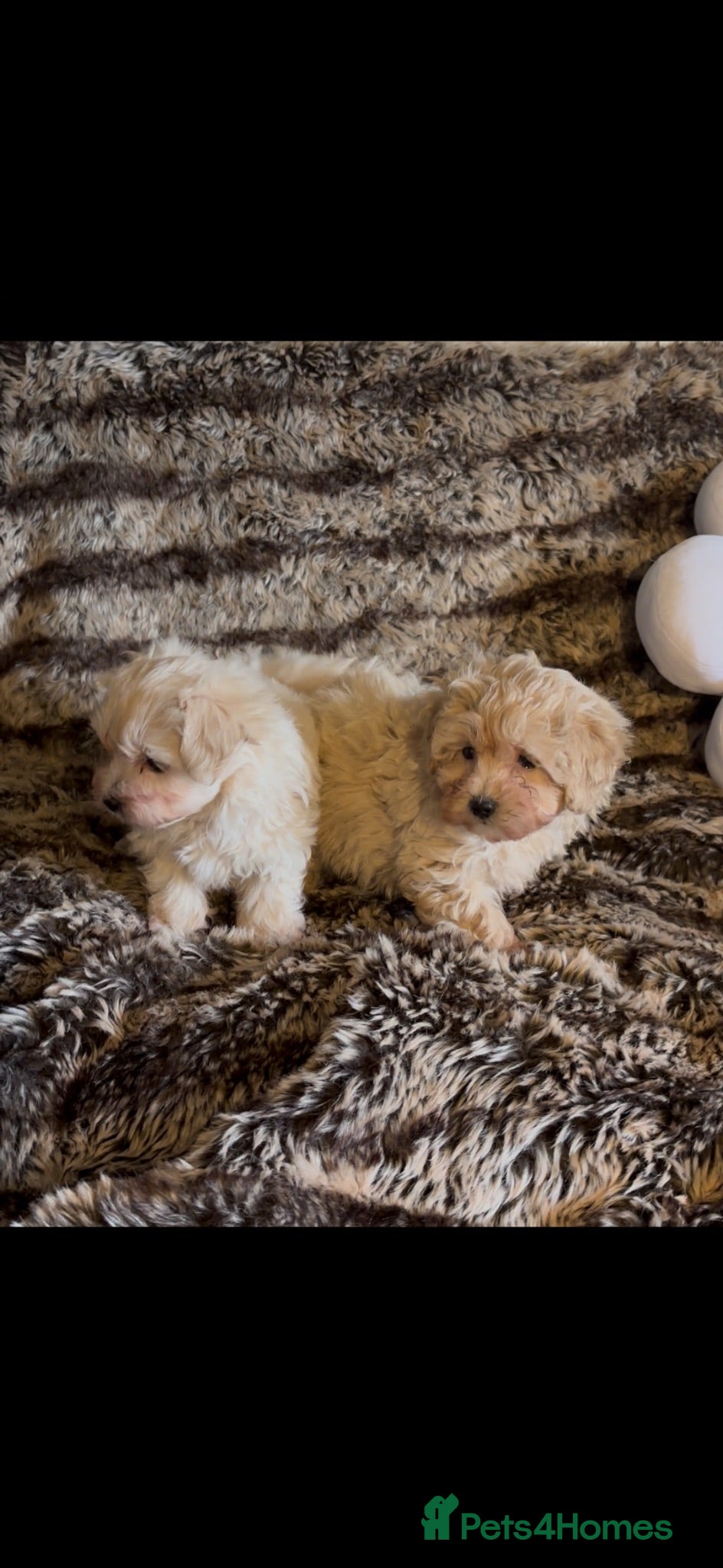 Maltipoo dogs Beautiful Maltipoos  - Advert 4