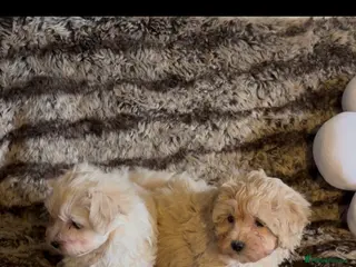 Maltipoo dogs Beautiful Maltipoos - Advert 4