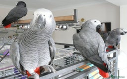 Parrots birds for sale: M/F Stunning quality Grey parrots for sale . - Image 3