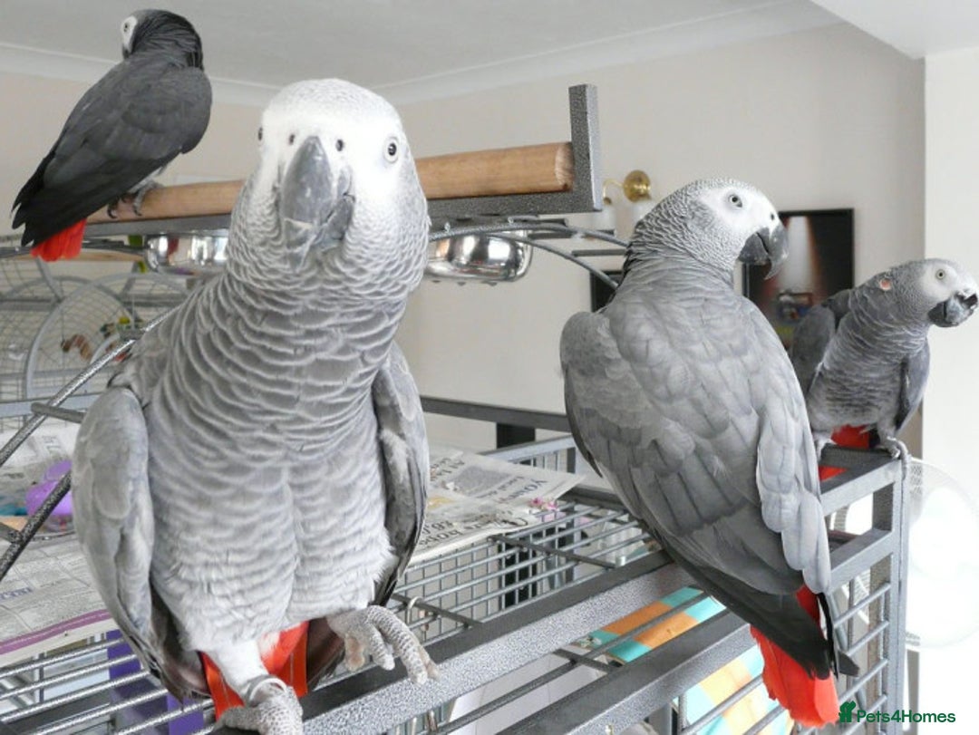 Parrots birds for sale: M/F Stunning quality Grey parrots for sale . - Image 3