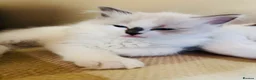 Ragdoll cats for sale: Ragdoll kittens  - Advert 28