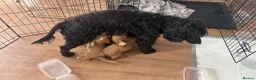 Cocker Spaniel dogs for sale: Beautiful Cocker Spaniel Puppies - Advert 13