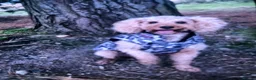 Cockapoo dogs for sale: Stunning F2 Cockapoo puppies - Advert 28