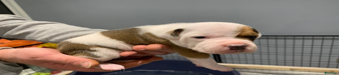 Staffordshire Bull Terrier Puppy 2