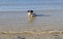 English Springer Spaniel dogs for sale: English springer spaniel  - Image 5