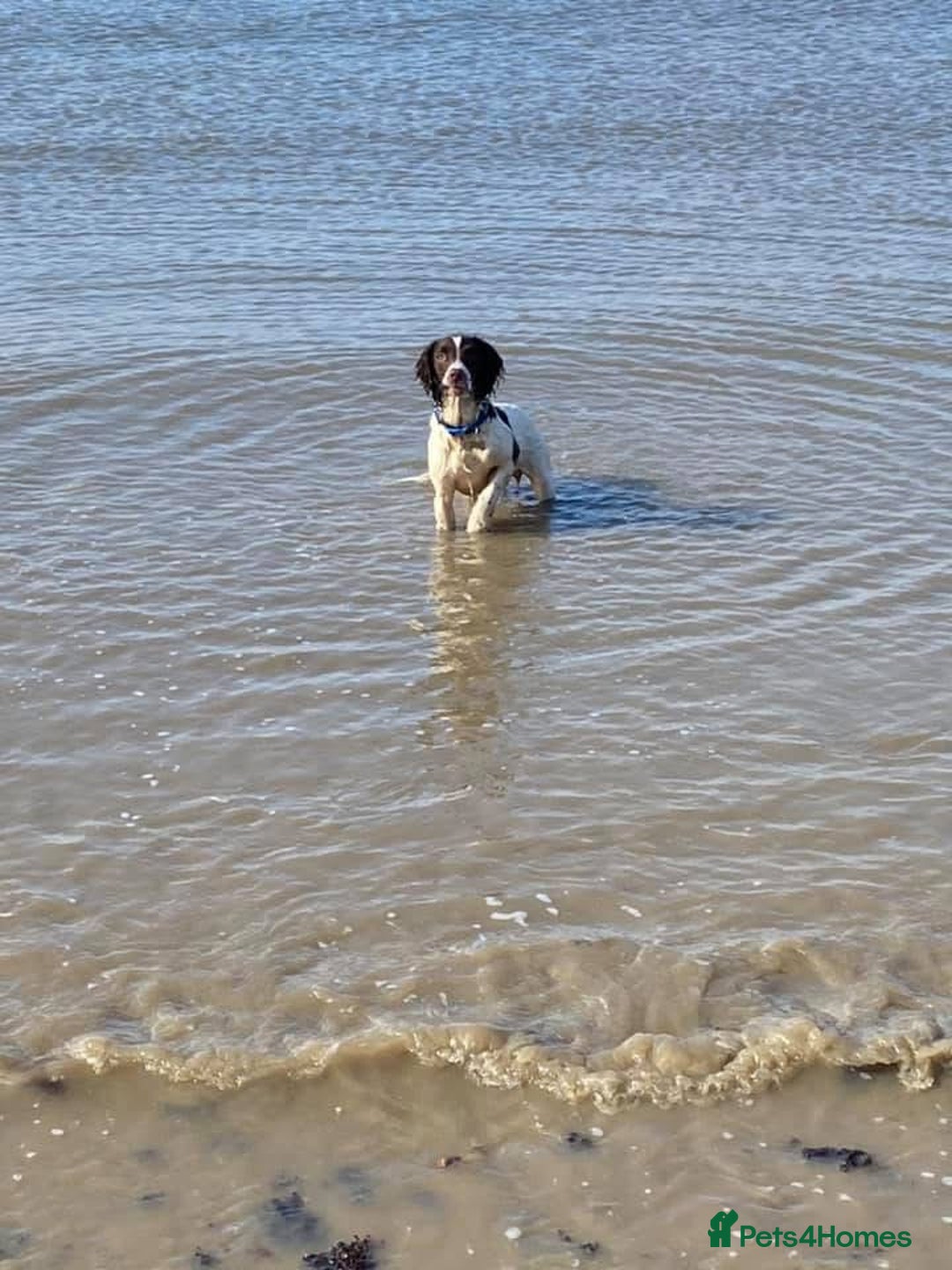 English Springer Spaniel dogs for sale: English springer spaniel  - Image 5