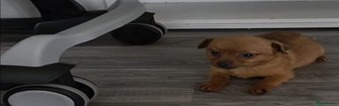 Mixed Breed Puppy 1
