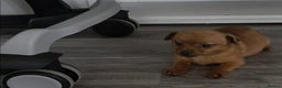 Mixed Breed dogs for sale: ChihuahuaX dachshund - Advert 1