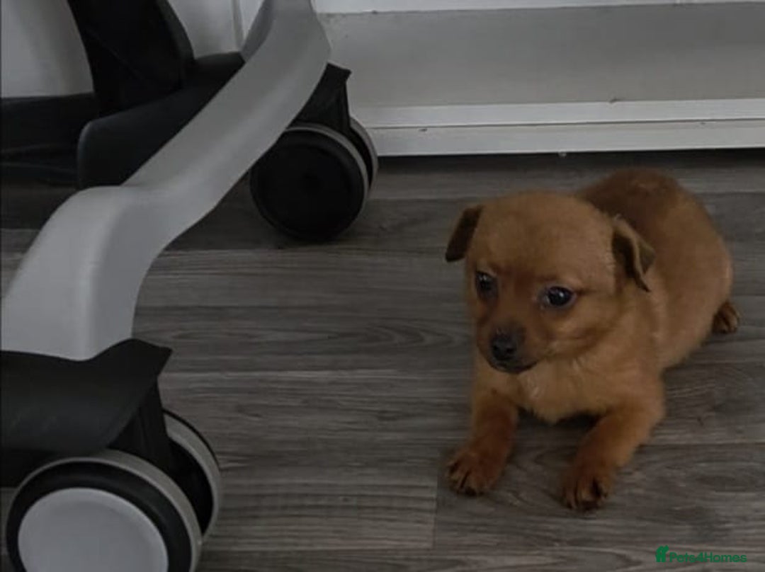 Mixed Breed dogs for sale: ChihuahuaX dachshund - Advert 1