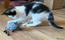Mixed Breed cats for sale: Two beautiful boys - Image 9