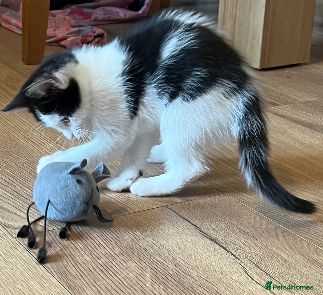 Mixed Breed cats for sale: Two beautiful boys - Image 9