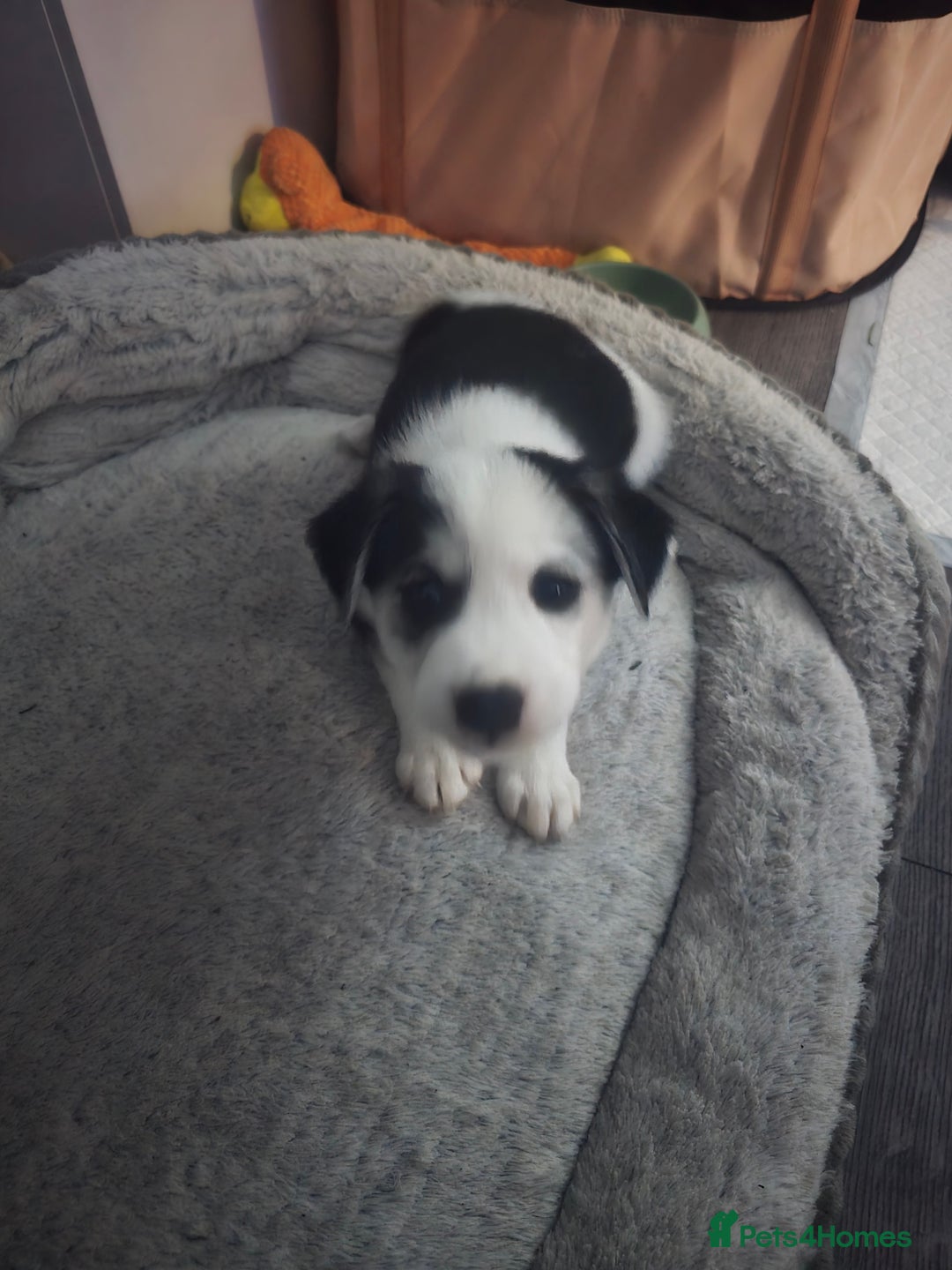 Mixed Breed dogs for sale: Husky Alaskan Golden Retriver   labrador mix pupps - Advert 3