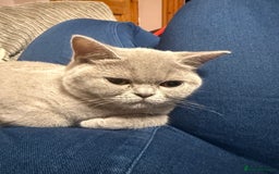 British Shorthair cats for sale: Lilac bsh female  - Image 7