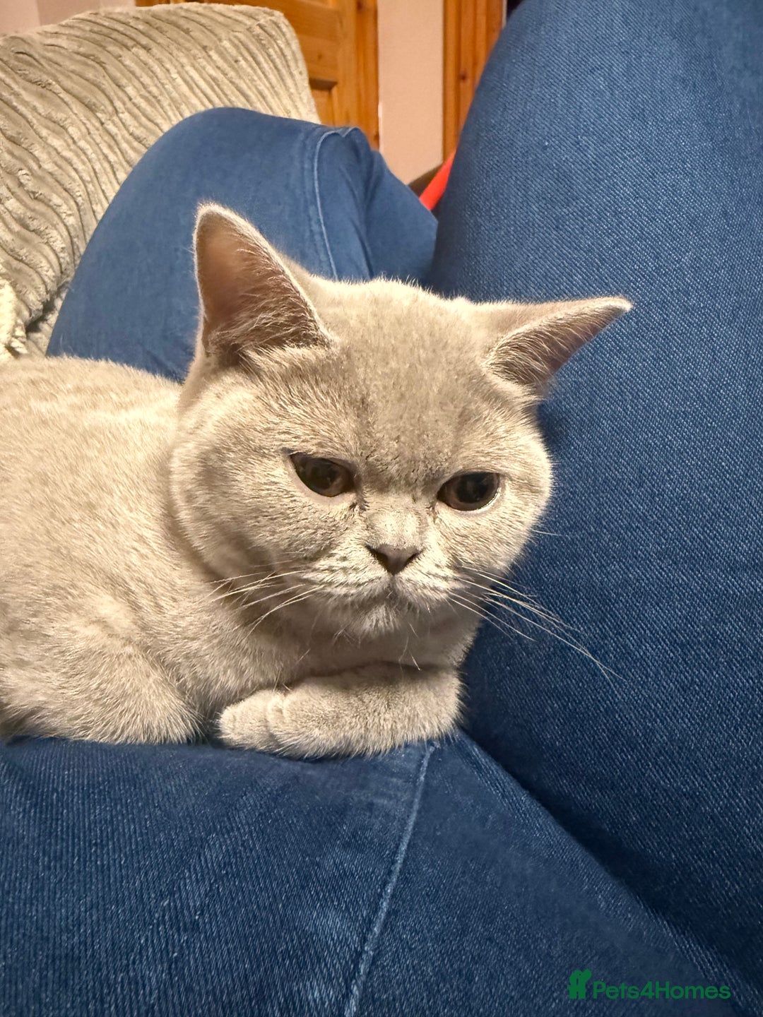 British Shorthair cats for sale: Lilac bsh female  - Image 7