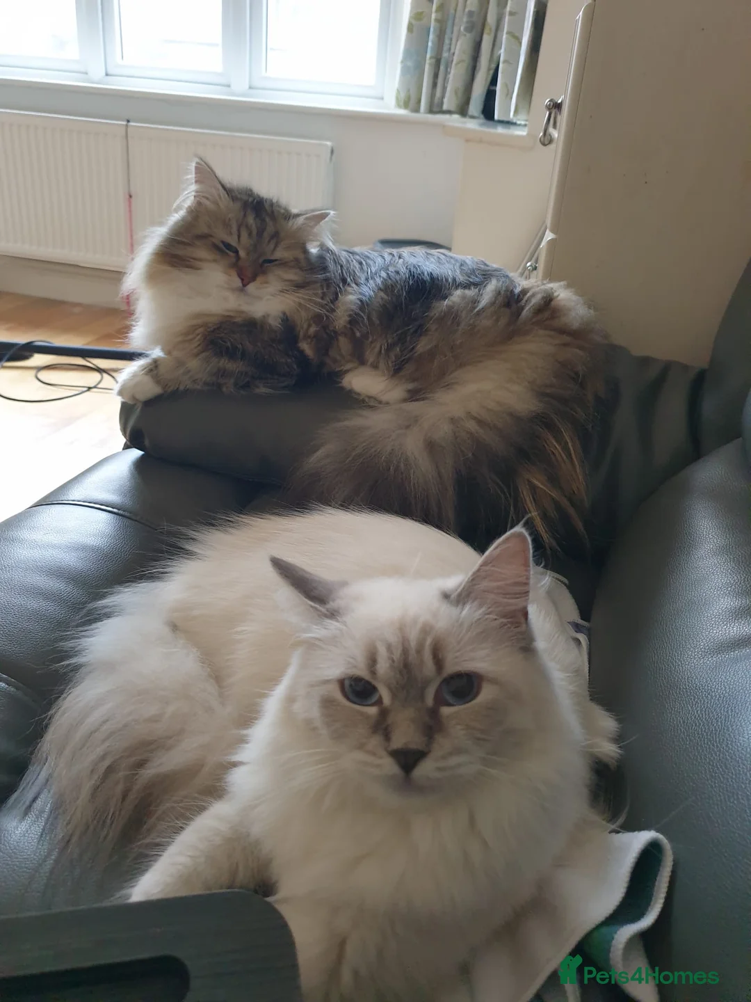 Siberian cats for sale:  Siberian Kittens – Due 10th April 🐾 - Advert 2