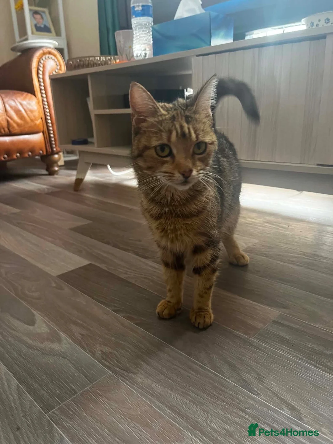 Domestic Shorthair cats for sale: Tabby kittens - Advert 1