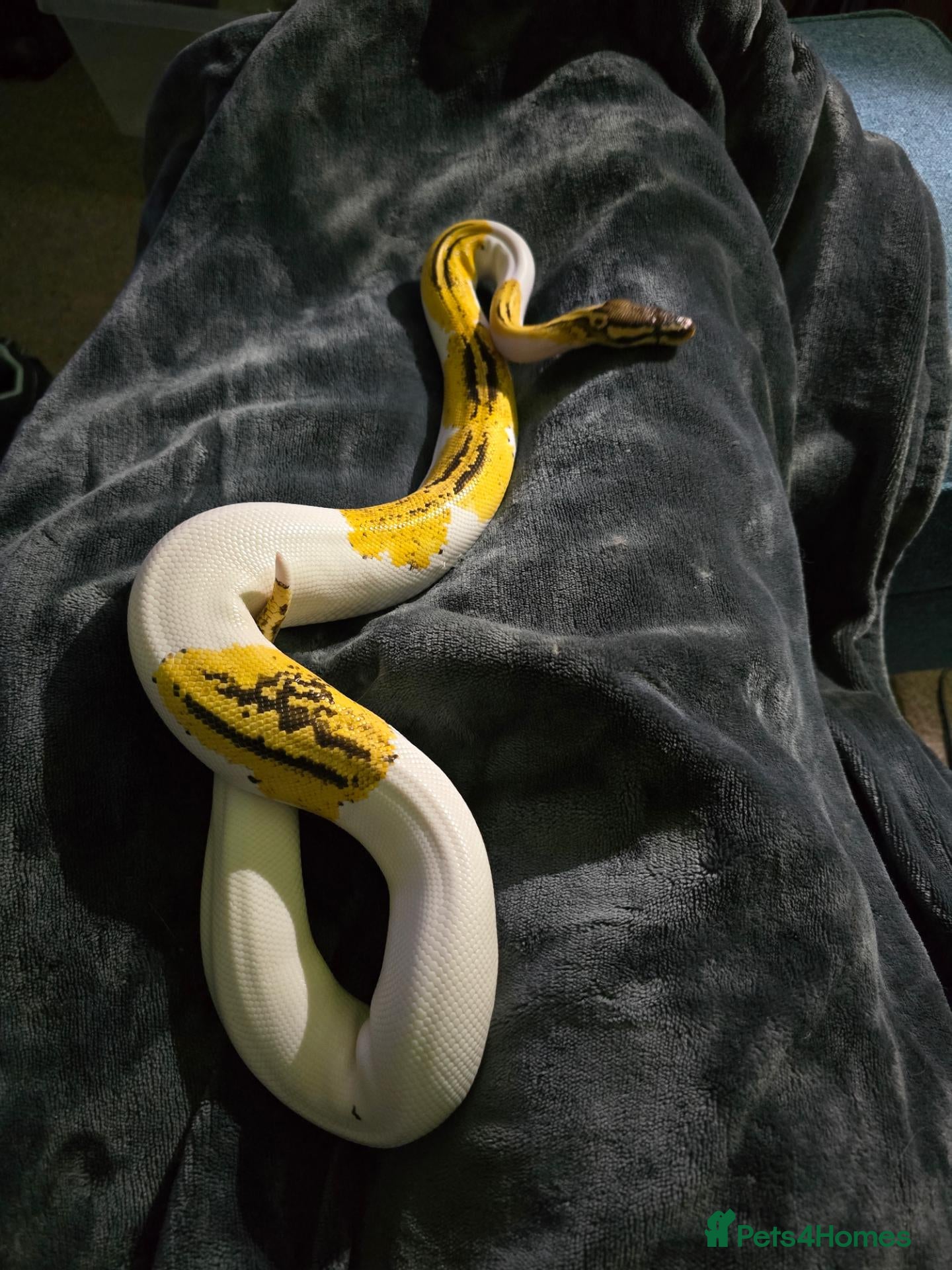 Python Snake reptiles Royal Python for pet home complete set up - Advert 16