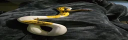 Python Snake reptiles for sale: Royal Python for pet home complete set up - Advert 1