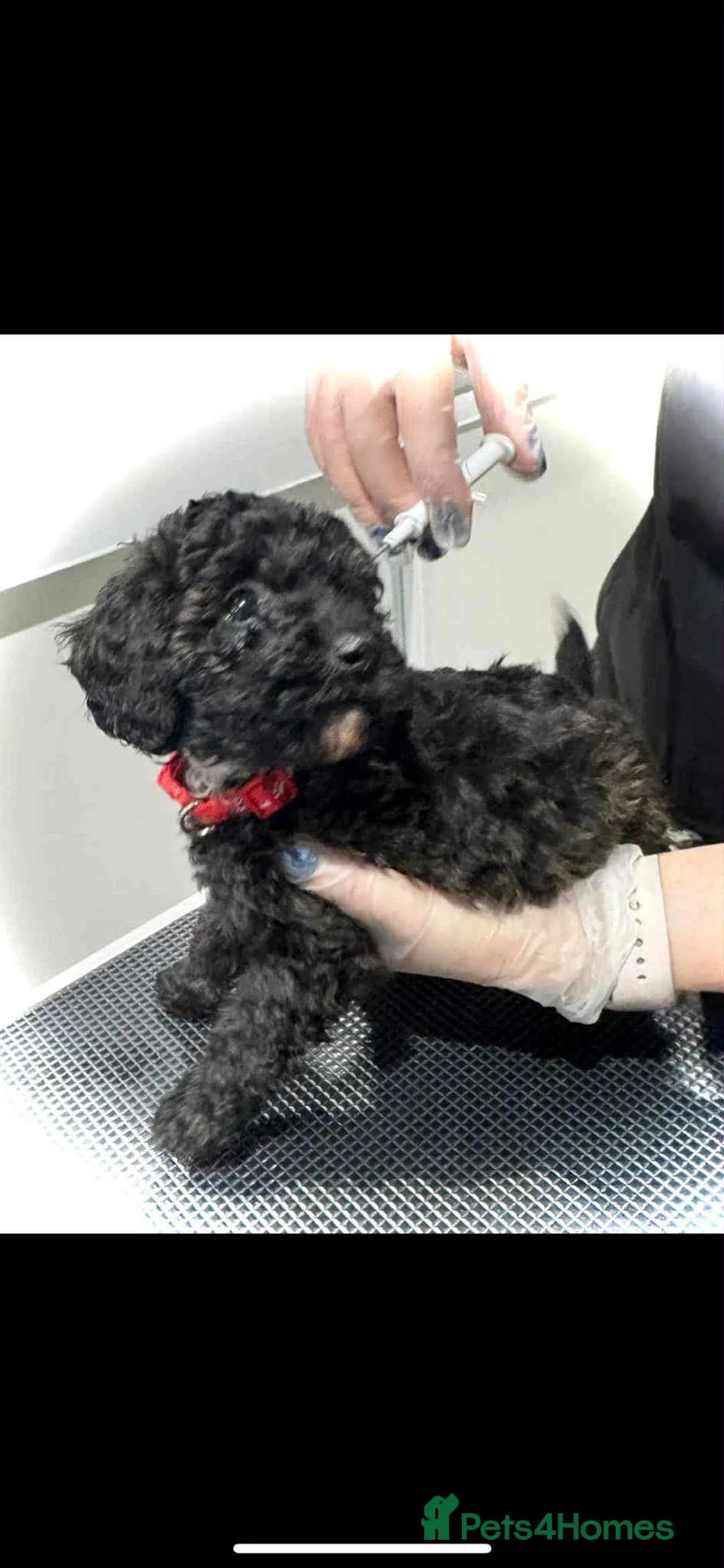 Miniature Poodle dogs for sale: Miniature poodles  - Advert 8