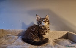 Maine Coon cats for sale: TICA REG.  Amazing kittens  - Image 4