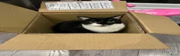 Mixed Breed cats for sale: Two sisters looking for their forever homes - Advert 6