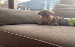 Cockapoo dogs for sale: Teddy bear cute Tiny Cockapoos  - Advert 18