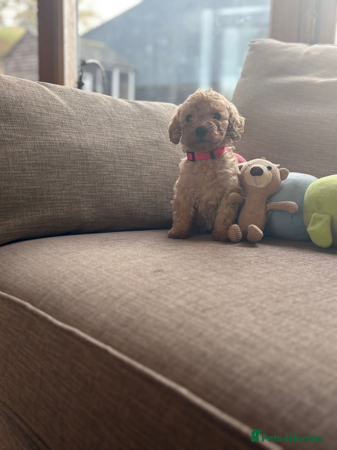 Cockapoo dogs for sale: Teddy bear cute Tiny Cockapoos  - Advert 18