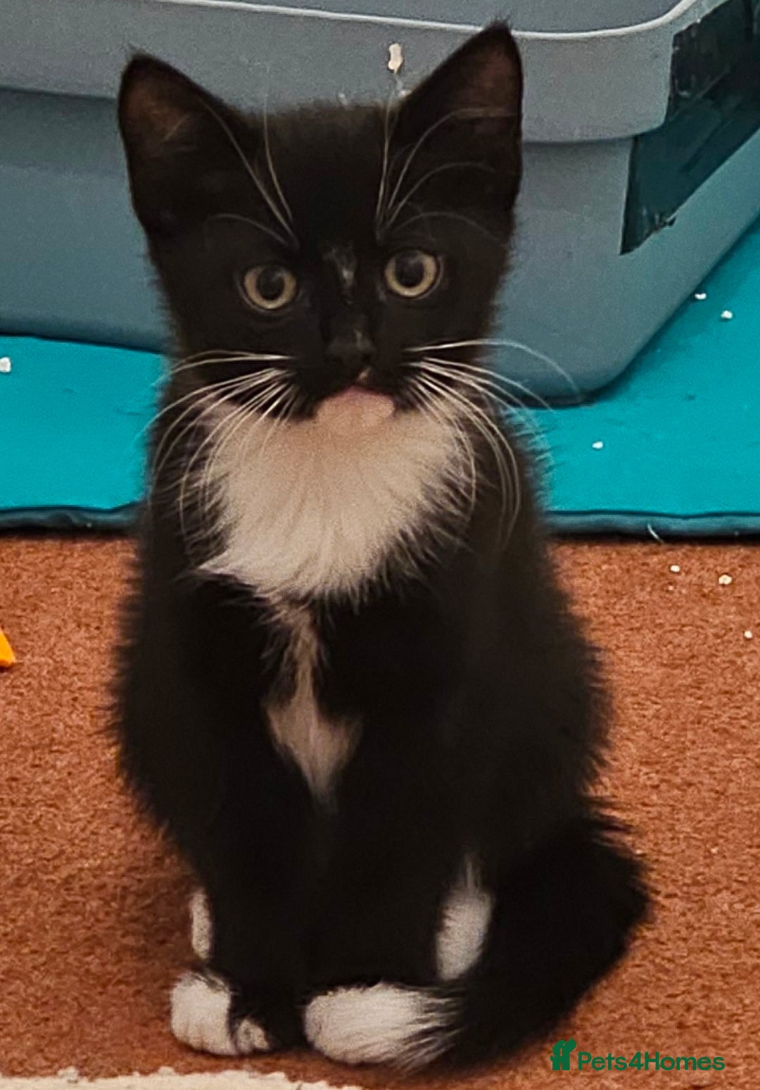 Mixed Breed cats for sale: 3 month old mixed breed kittens – boys & girls - Advert 2