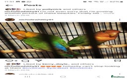 Lovebirds birds for sale: Lovebird looking for a new home - Image 2