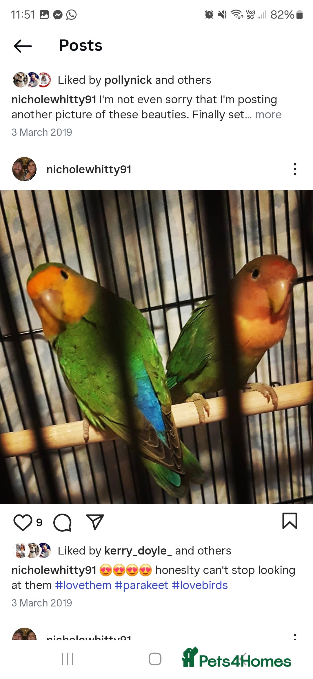 Lovebirds birds for sale: Lovebird looking for a new home - Image 2