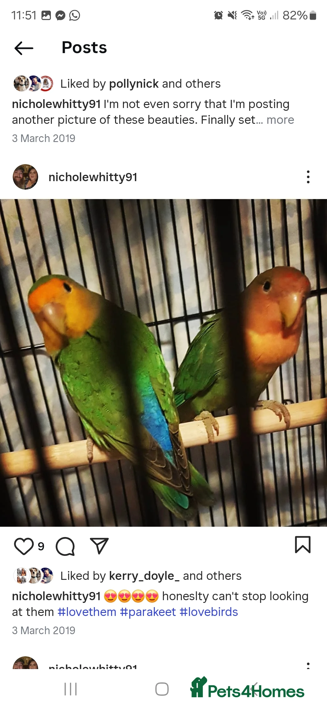 Lovebirds birds for sale: Lovebird looking for a new home - Advert 2