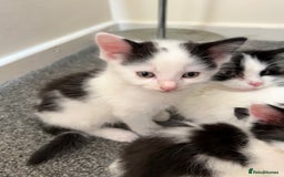 Domestic Shorthair cats for sale: Kittens for sale  - Image 3