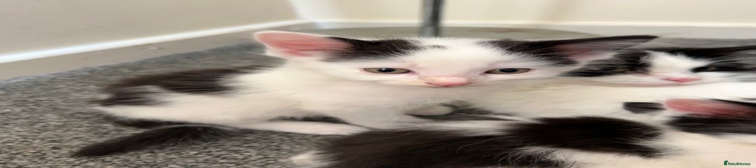 Domestic Shorthair Kitten 2