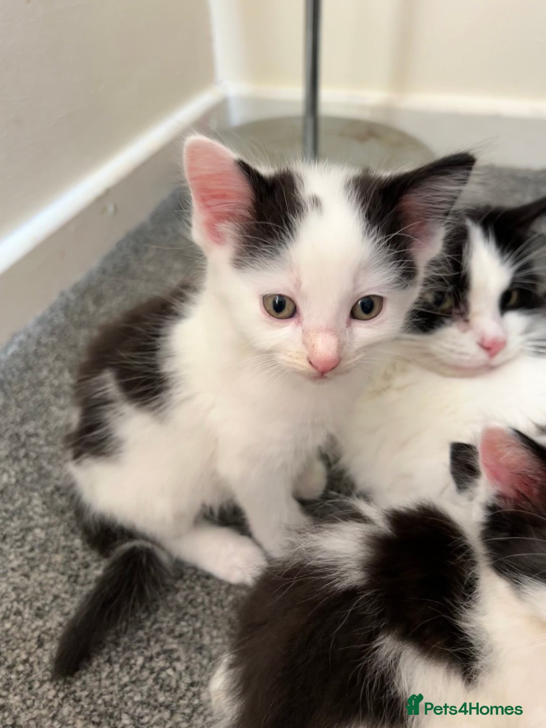Domestic Shorthair cats for sale: Kittens for sale  - Image 3