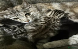Mixed Breed cats for sale: TORTISHELL KITTEN  - Image 2